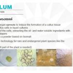 FACELUM